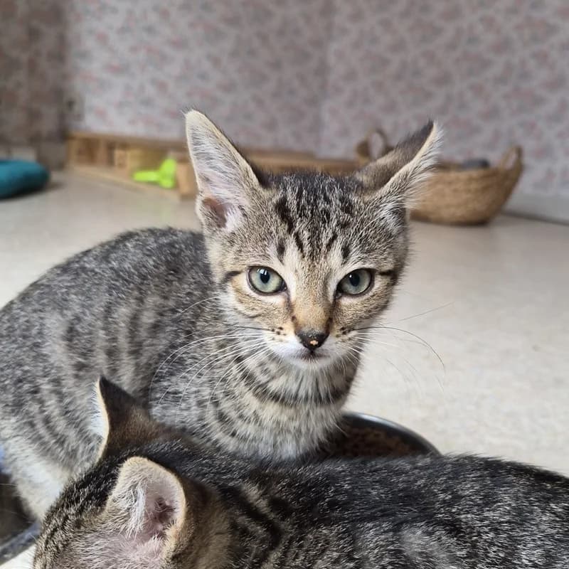 Daenerys, female Mixed Breed for adoption at Les Amis des Animaux ASBL, Feluy
