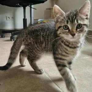 Simba, male puppy Mixed Breed for adoption at Les Amis des Animaux ASBL, Feluy