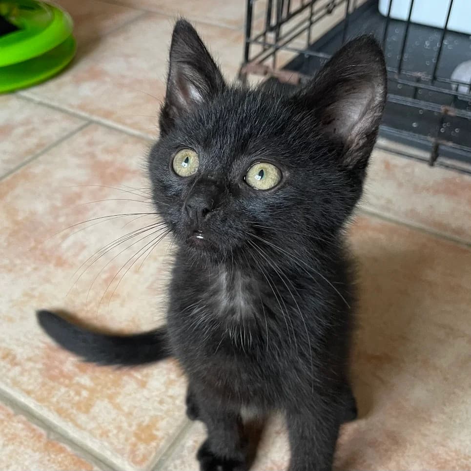 Paulet, male Mixed Breed for adoption at Les Amis des Animaux ASBL, Feluy