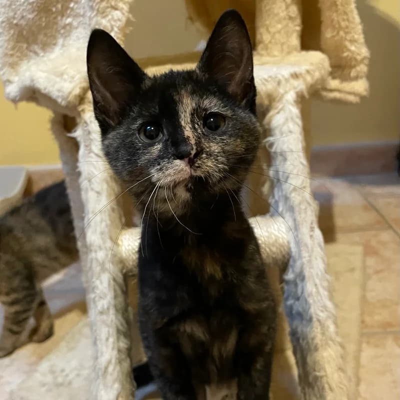 Uria, female Mixed Breed for adoption at Les Amis des Animaux ASBL, Feluy