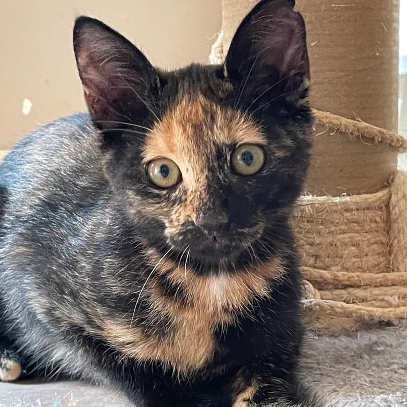 Usagi, female Mixed Breed for adoption at Les Amis des Animaux ASBL, Feluy