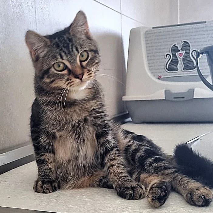 Beignet, male Mixed Breed for adoption at Les Amis des Animaux ASBL, Feluy