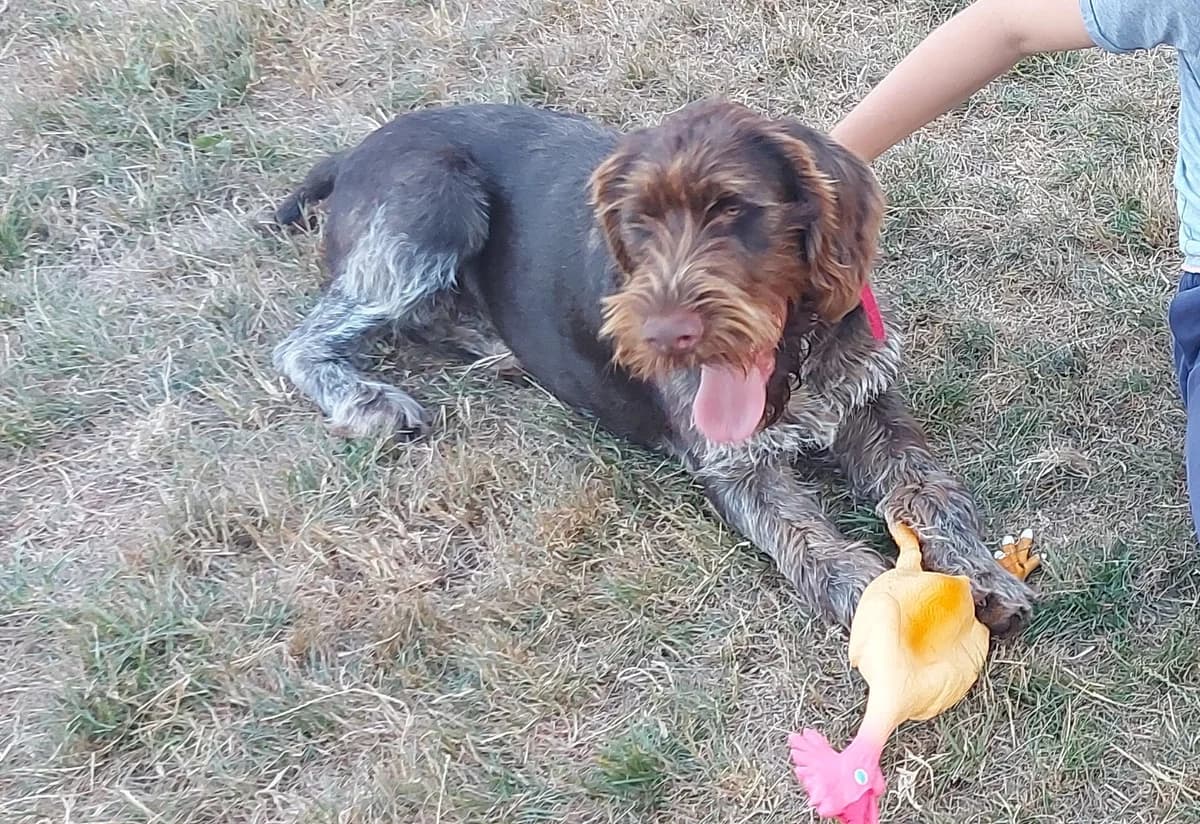 Lucky, brun male 4yo Pointer for adoption at Animal Sans Logis, Neupré