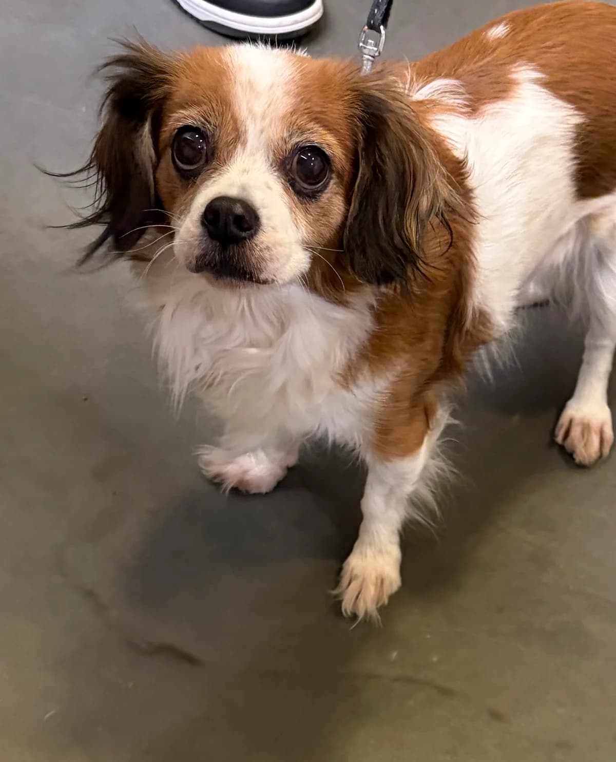 Poupette, Tricolore female senior Mixed Breed for adoption at Animal Sans Logis, Neupré