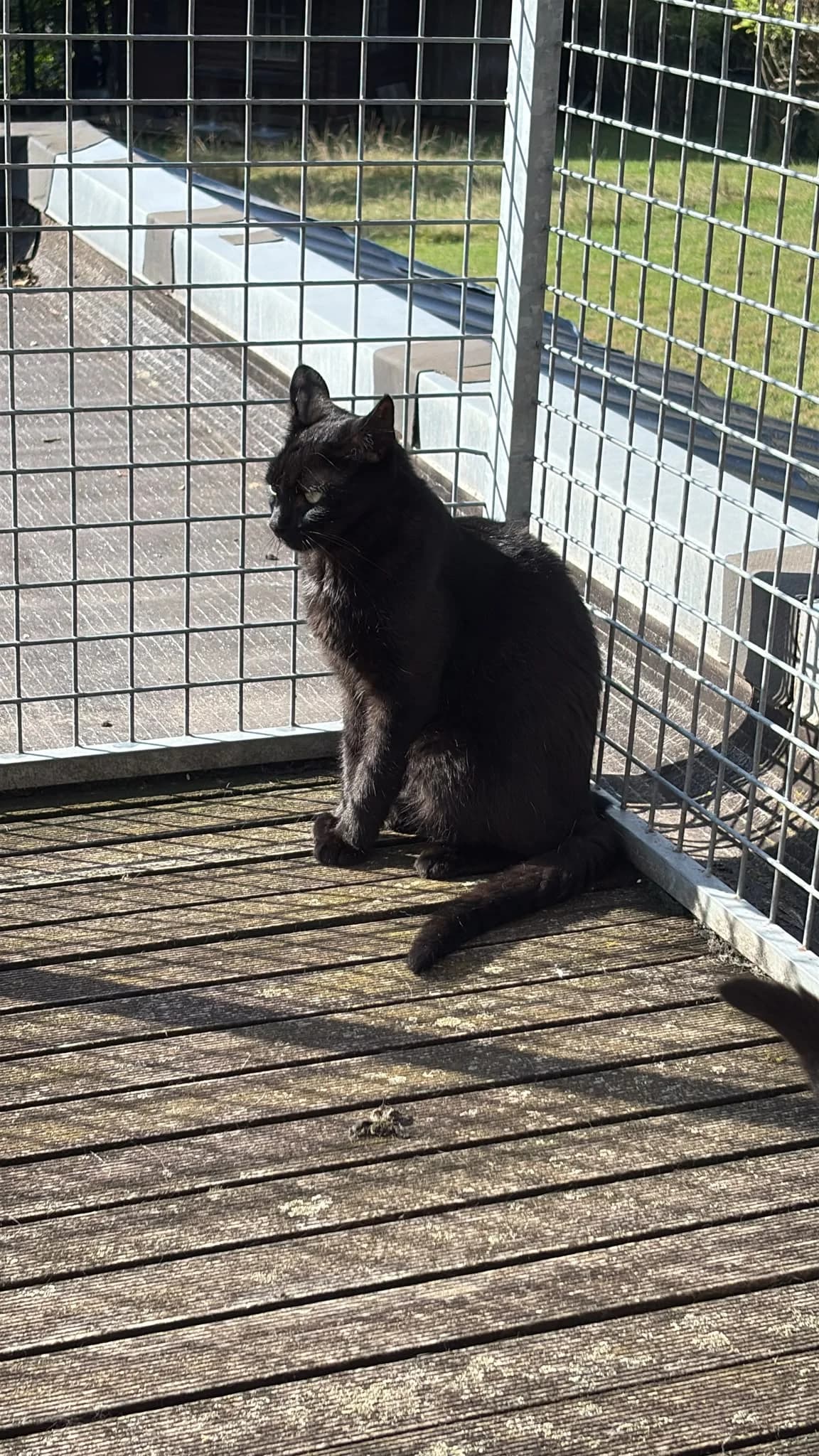 Bubble, Noir male 4yo Mixed Breed for adoption at Animal Sans Logis, Neupré