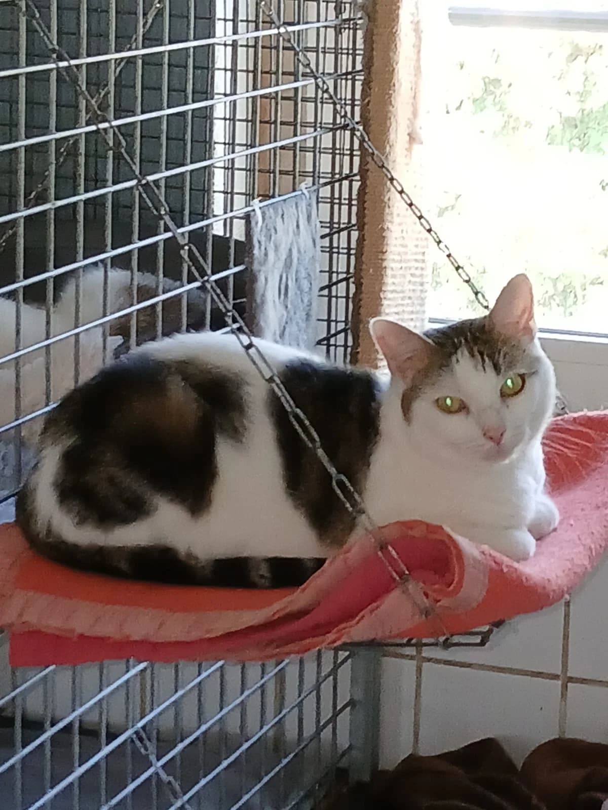 Akela (Merlix), Blanc et tigré female 4yo European Shorthair for adoption at Animal Sans Logis, Neupré