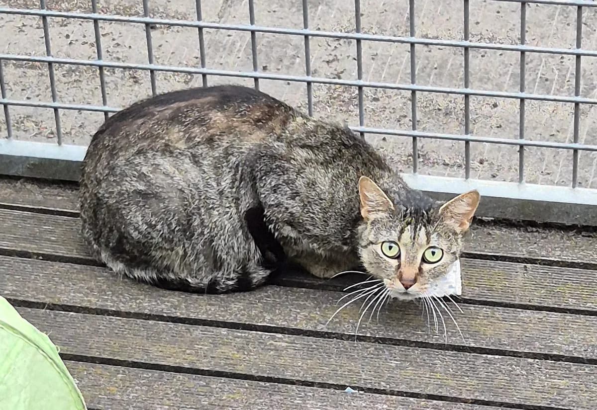 Charlotte, Tigre female 3yo Mixed Breed for adoption at Animal Sans Logis, Neupré