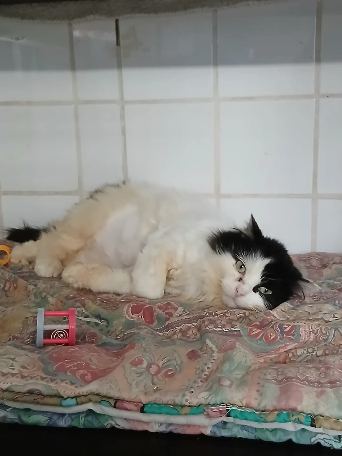 Neige ( en famille d’accueil ), Noir/Blanc male 7yo Mixed Breed for adoption at Animal Sans Logis, Neupré