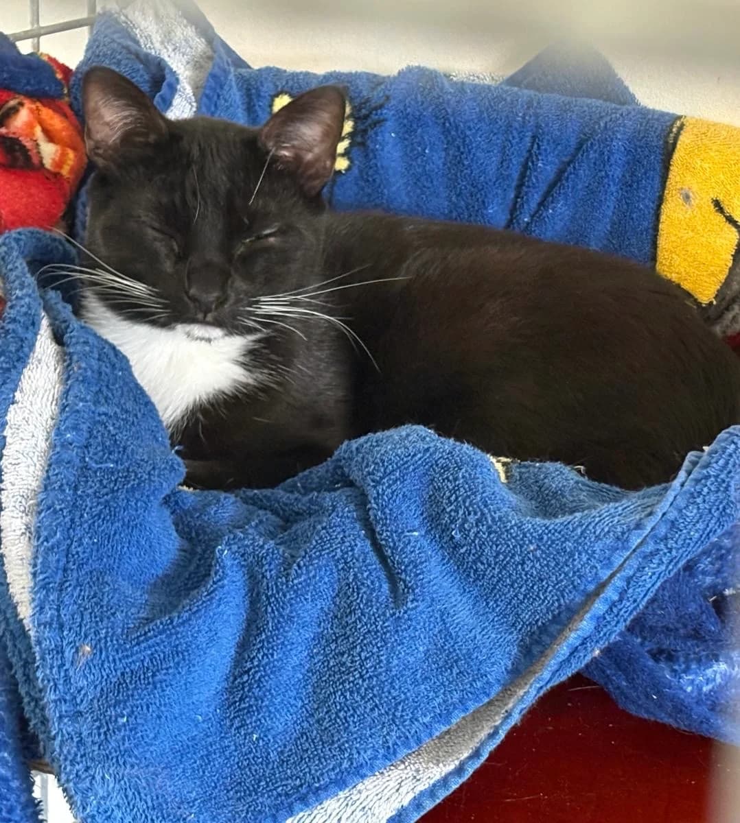 Figaro, Noir/blanc male young Mixed Breed for adoption at Animal Sans Logis, Neupré