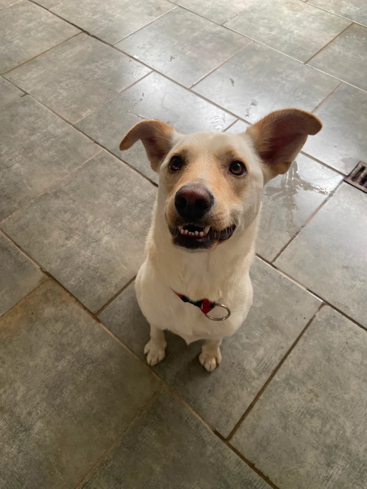 Aramis, Beige male young Mixed Breed for adoption at Animal Sans Logis, Neupré