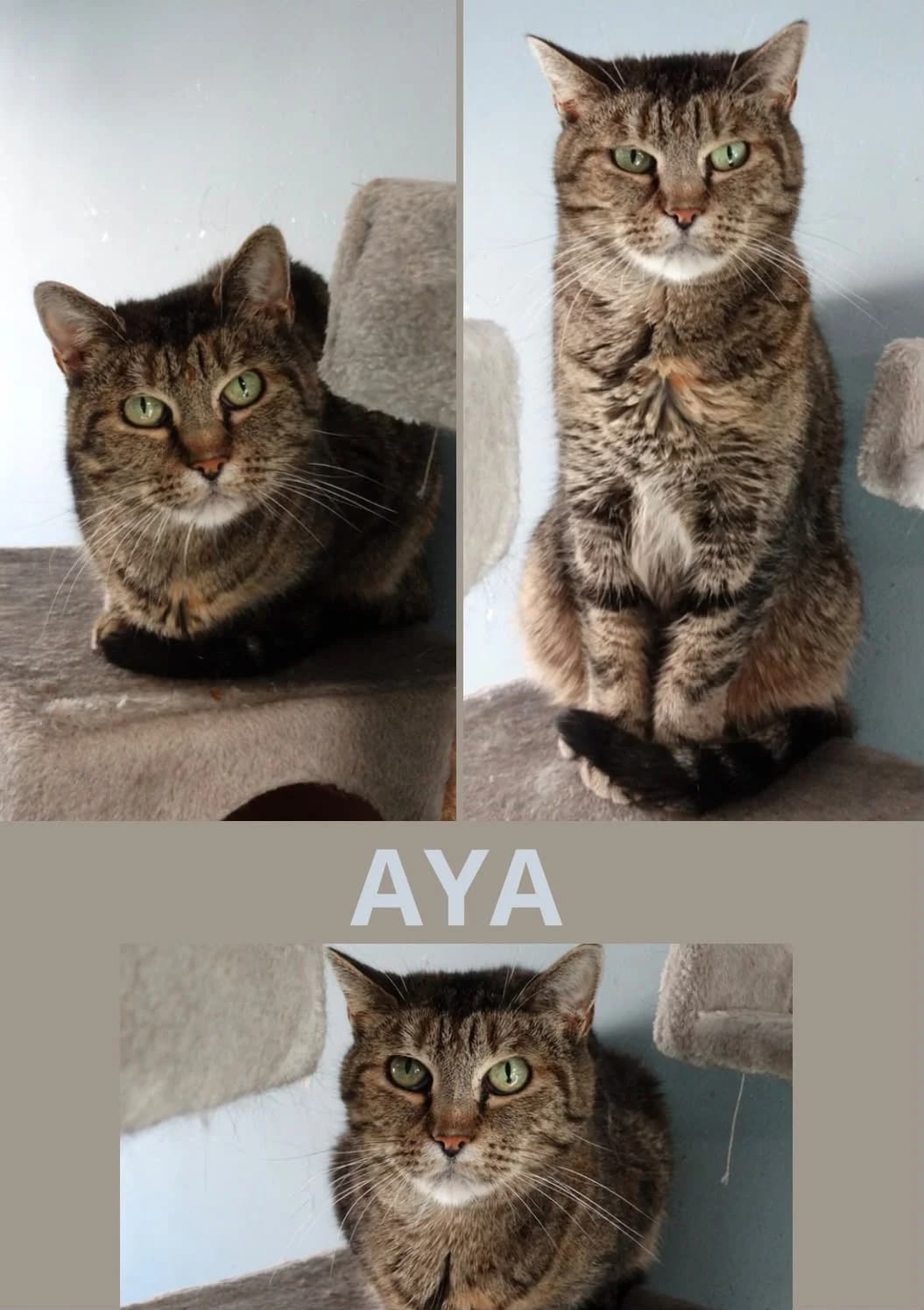 Aya, Tigré female 6yo European Shorthair for adoption at Animal Sans Logis, Neupré