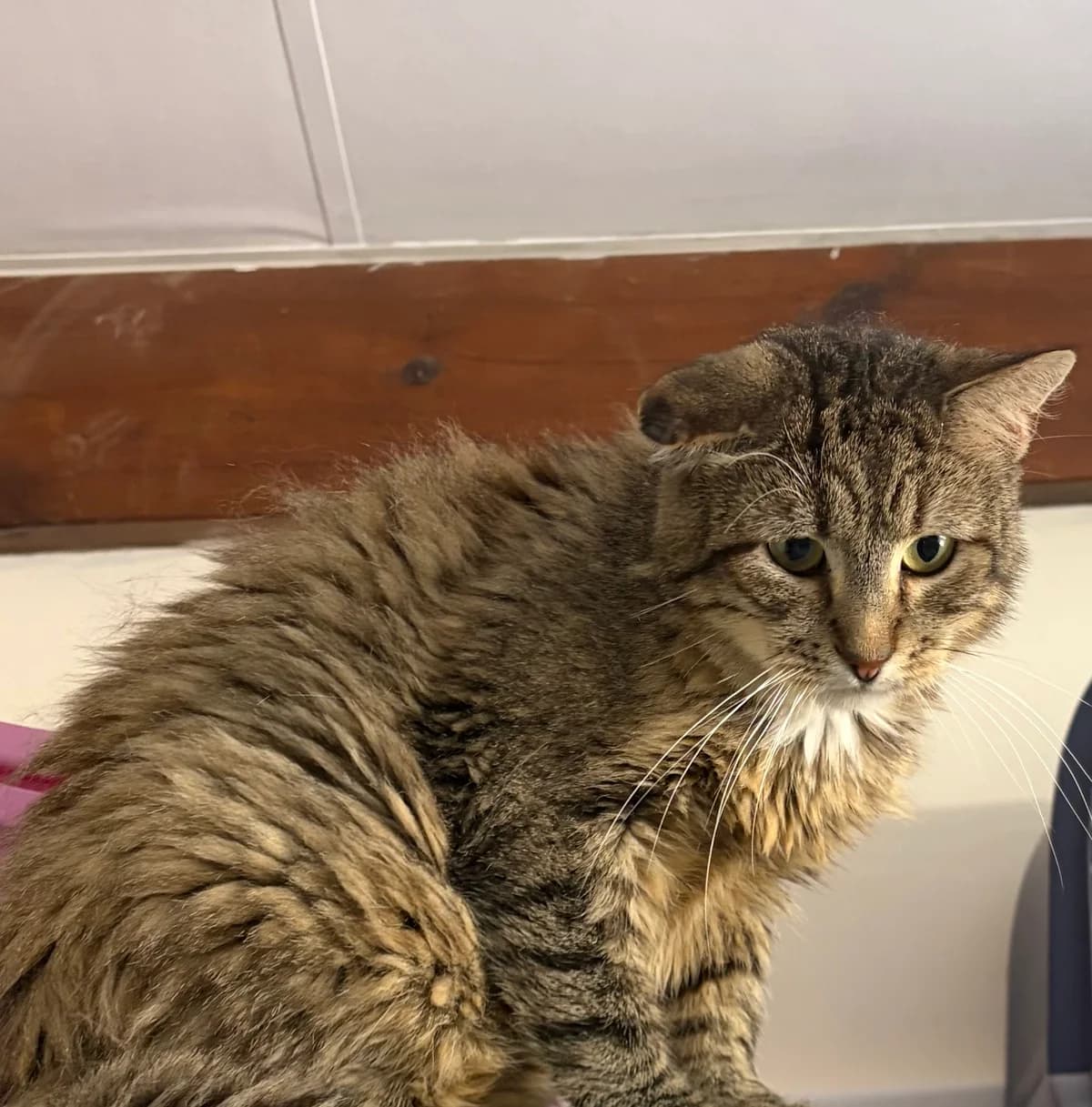Oscar, Tigre male 5yo Mixed Breed for adoption at Animal Sans Logis, Neupré