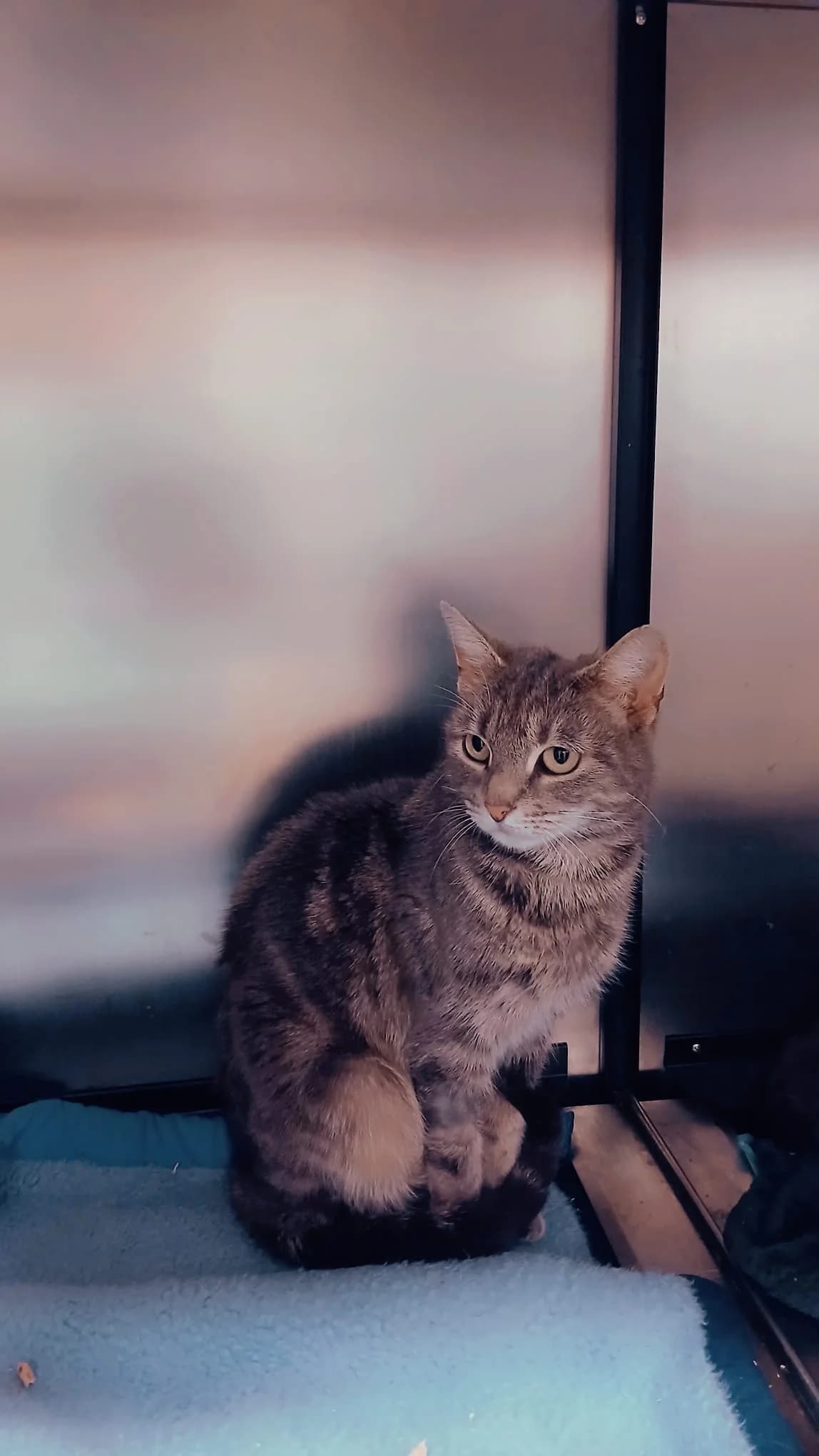 Esmée, Tigre-gris female young Mixed Breed for adoption at Animal Sans Logis, Neupré