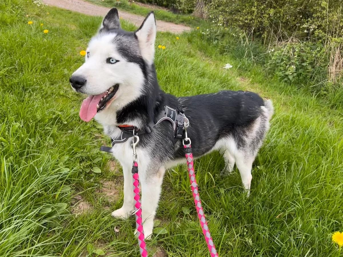 Spike, Gris acier et blanc male 6yo Husky for adoption at Animal Sans Logis, Neupré