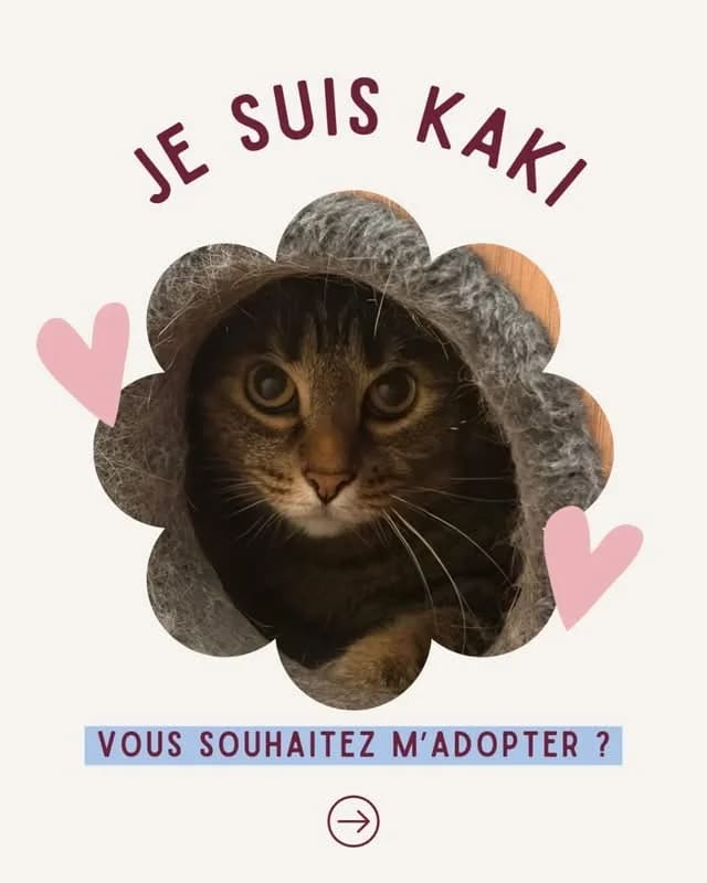 Kaki (Merlix), Tigre female 7yo Mixed Breed for adoption at Animal Sans Logis, Neupré