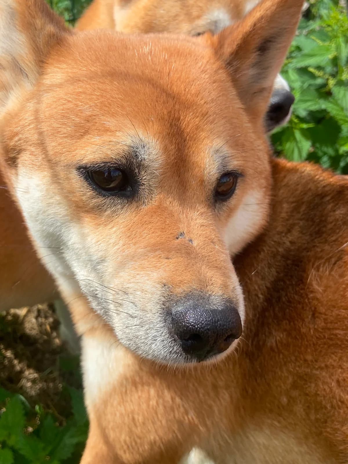 Himme, Roux female 6yo Mixed Breed for adoption at Animal Sans Logis, Neupré