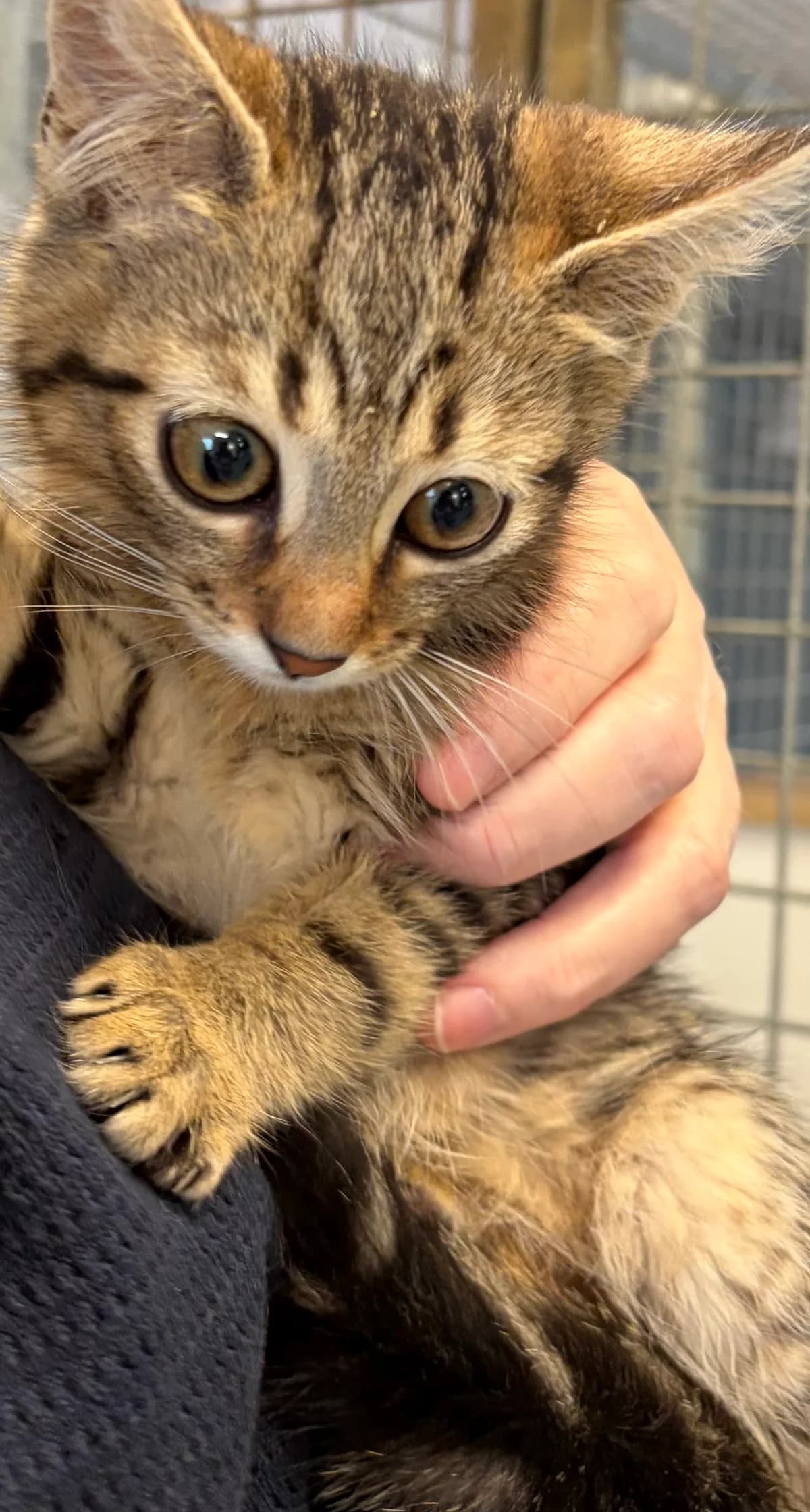 Itachi, Tigre male puppy Mixed Breed for adoption at Animal Sans Logis, Neupré