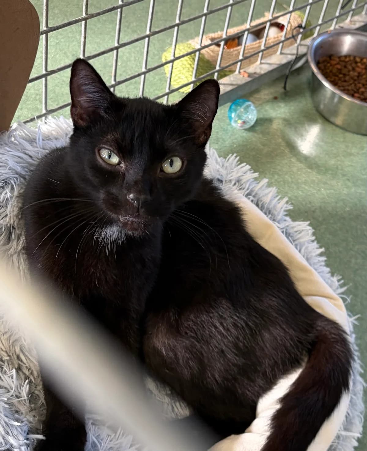 Berlioz, noir male young European Shorthair for adoption at Animal Sans Logis, Neupré