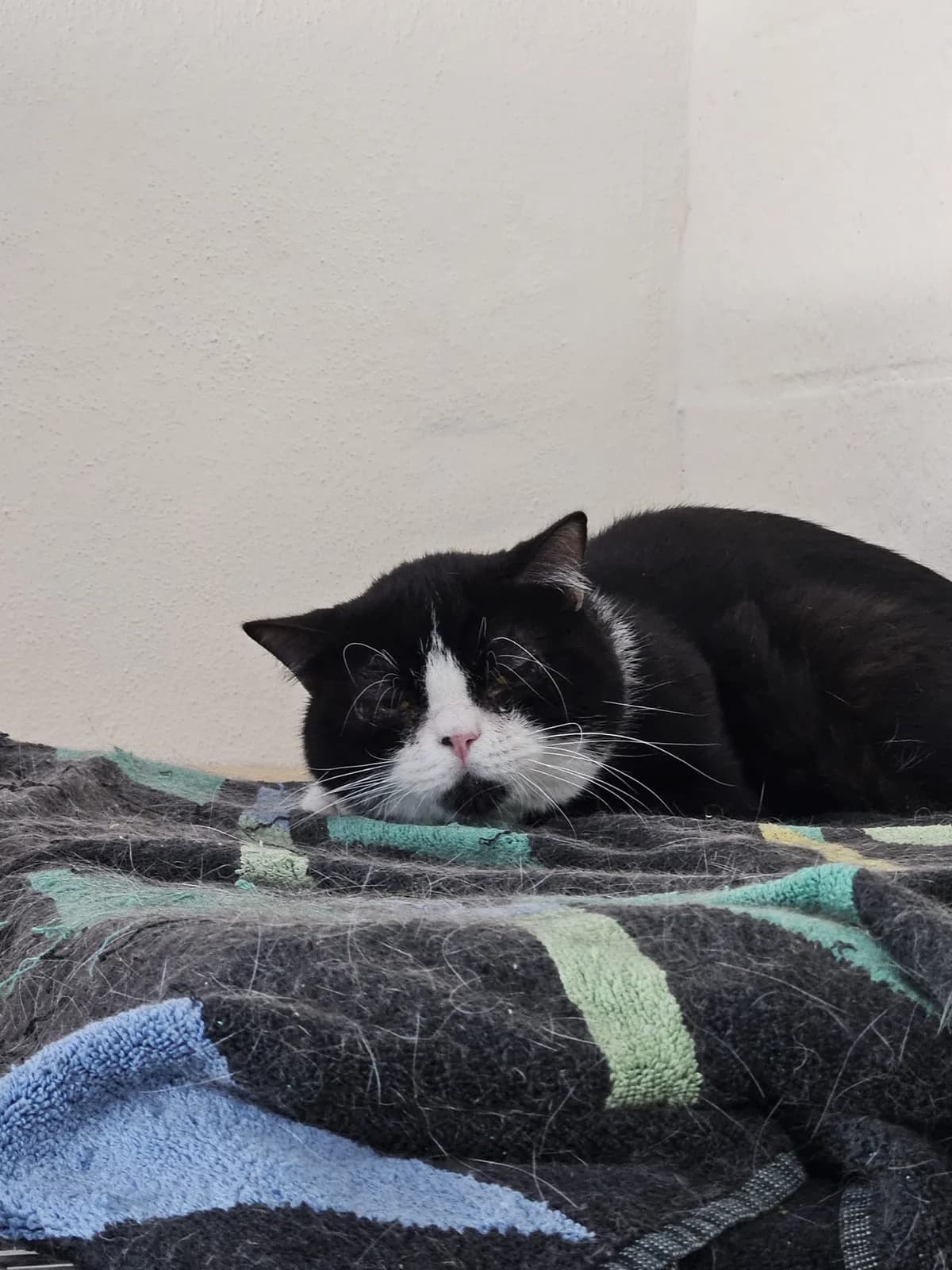 Marlon, Noir-blanc male young Mixed Breed for adoption at Animal Sans Logis, Neupré