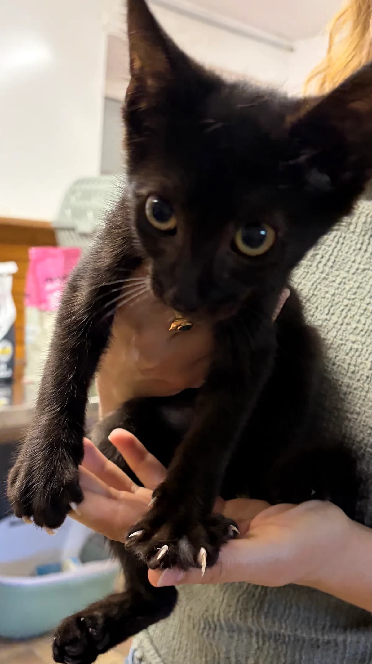 Salem, Noir male puppy Mixed Breed for adoption at Animal Sans Logis, Neupré
