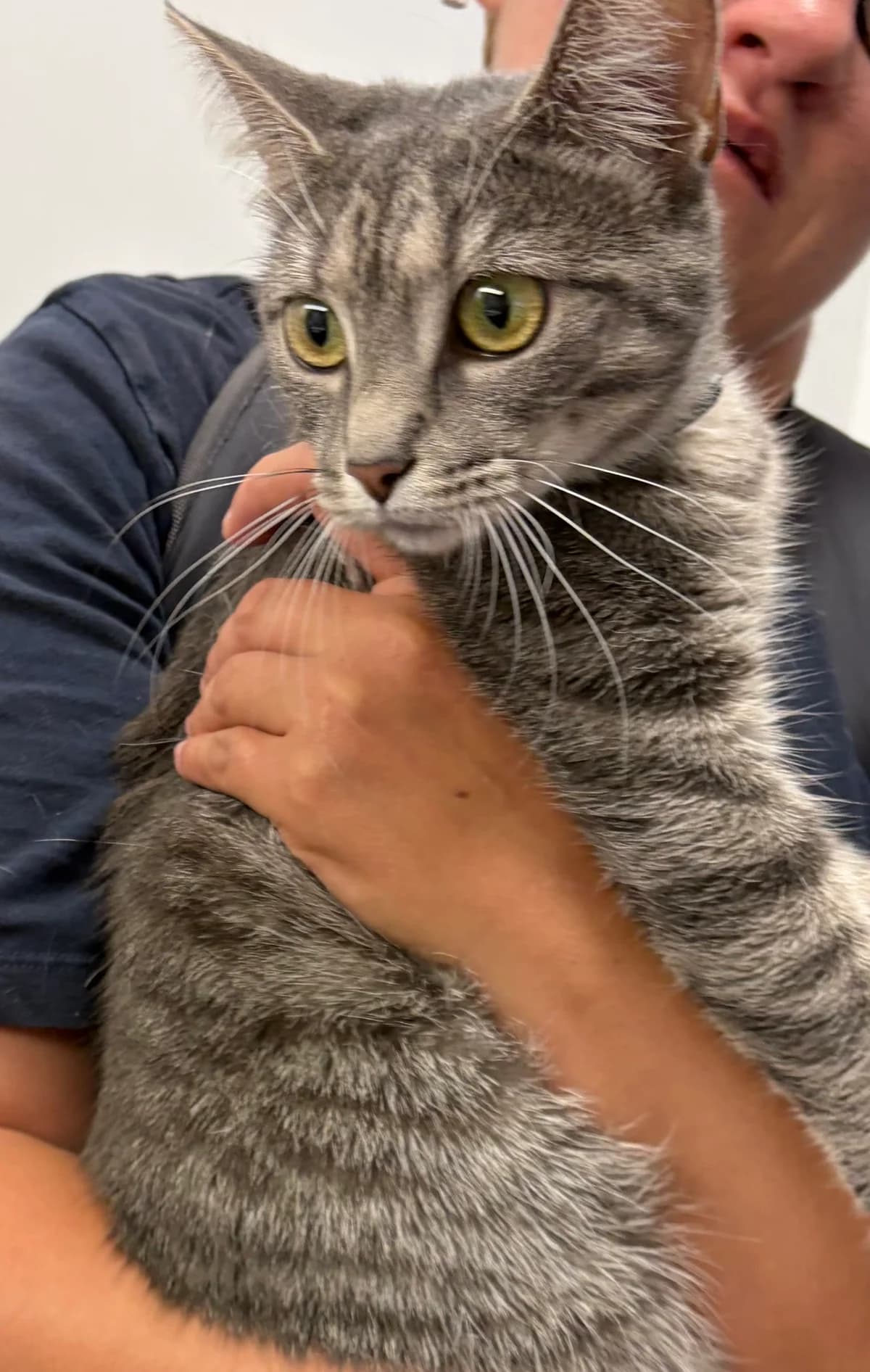 Titi ( sœur de Tigrou ) Merlix café, Tigre female young Mixed Breed for adoption at Animal Sans Logis, Neupré