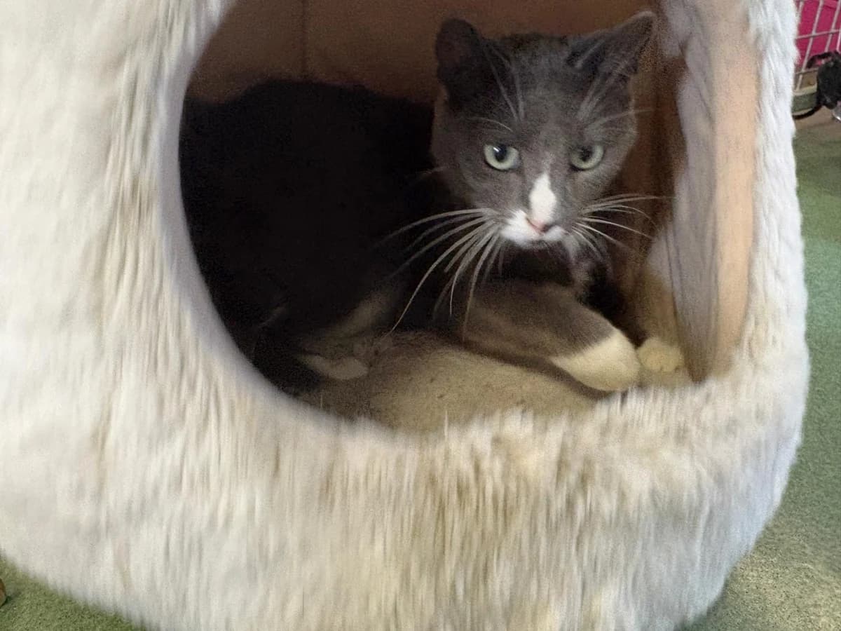 Hortense ( Merlix cafe ) adoptable avec Henry, Bleu et blanc female young European Shorthair for adoption at Animal Sans Logis, Neupré