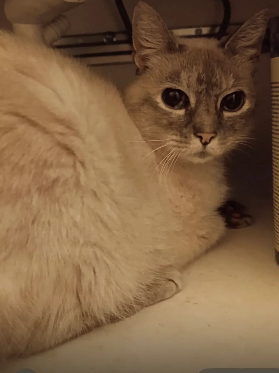 Princesse, Seal point tabby female 5yo Mixed Breed for adoption at Animal Sans Logis, Neupré