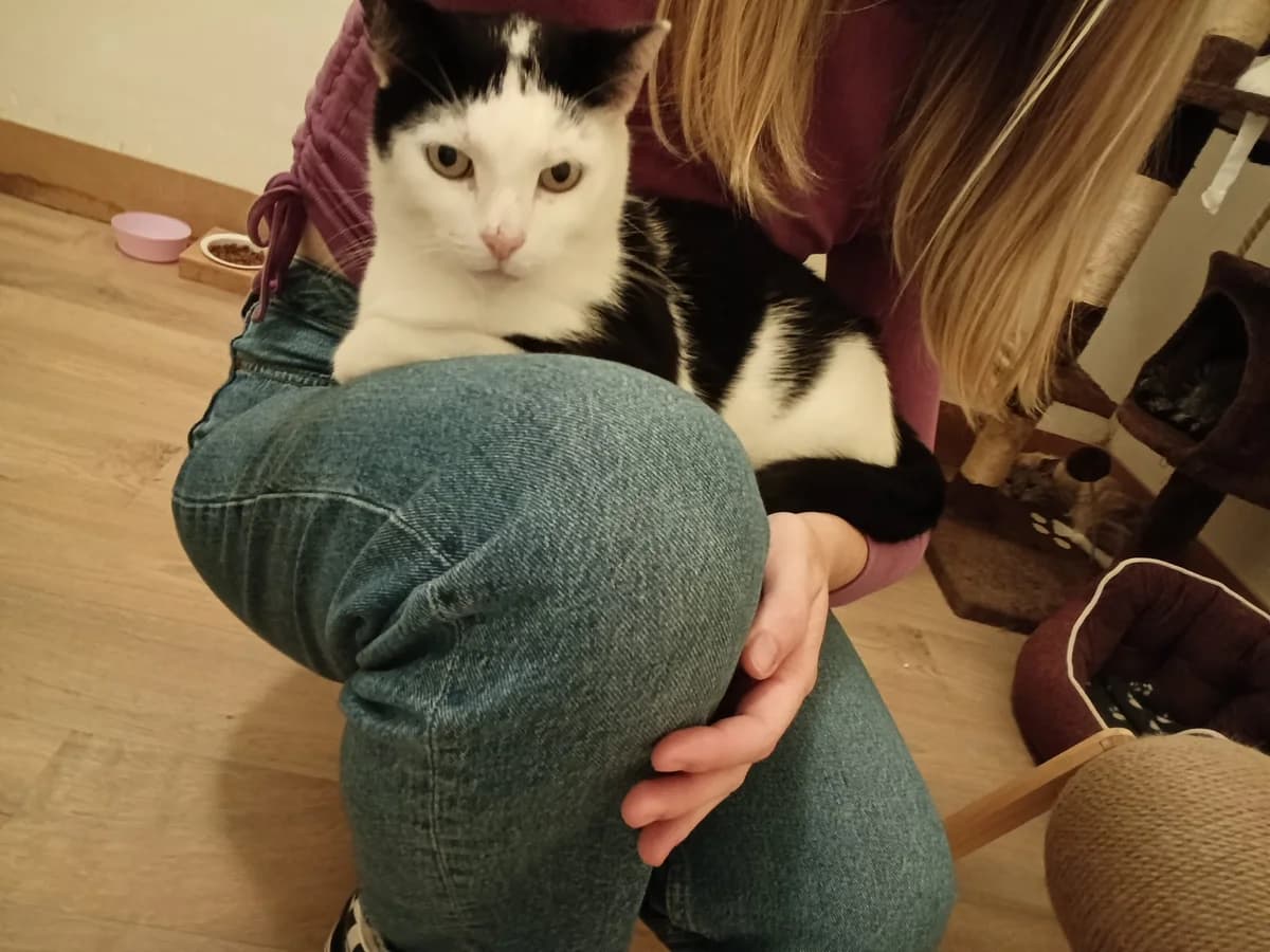 Bredzoul (Merlix cafe ), Noir/blanc male 6yo Mixed Breed for adoption at Animal Sans Logis, Neupré
