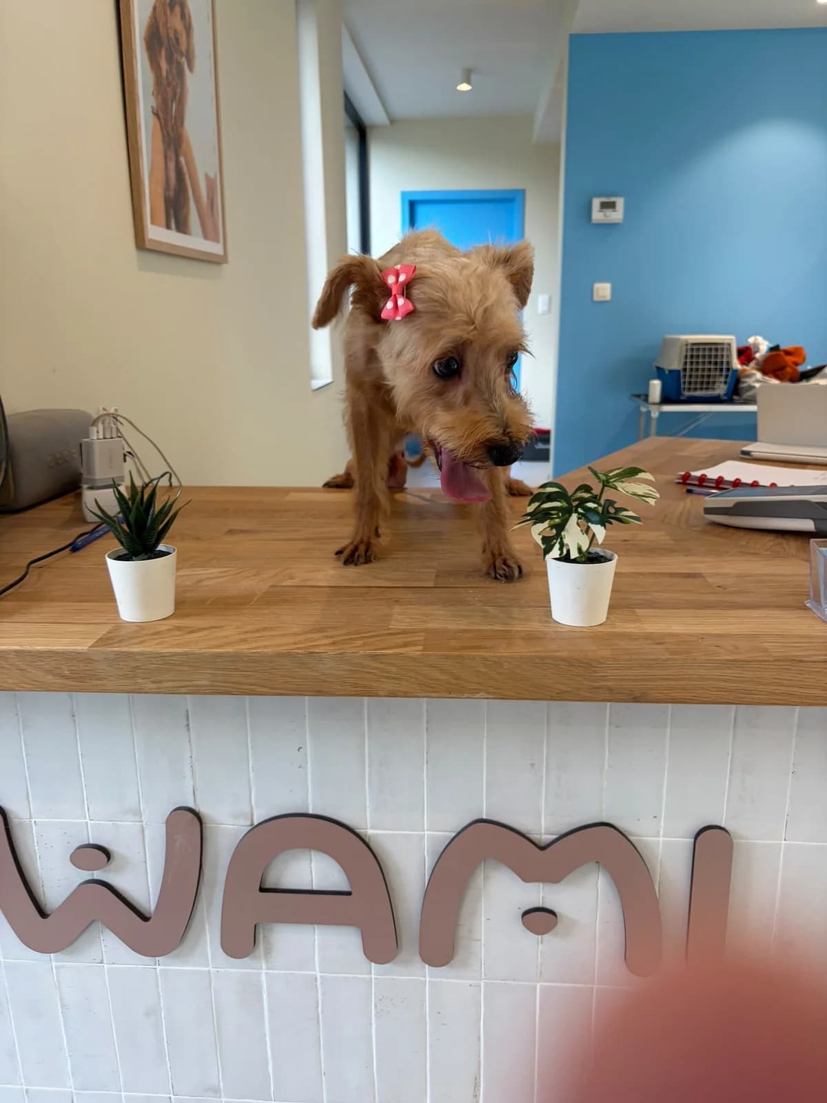 Diane, Fauve female 5yo Yorkshire Terrier for adoption at Animal Sans Logis, Neupré
