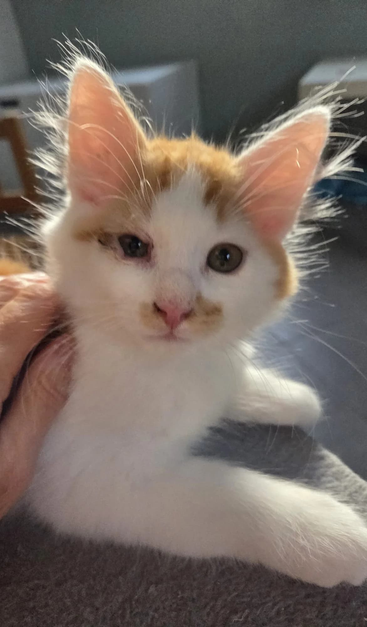 Baloo, ROUX ET BLANC male puppy European Shorthair for adoption at Animal Sans Logis, Neupré