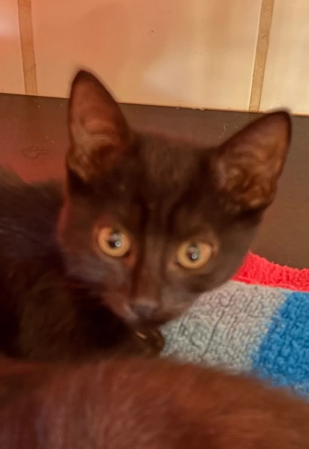 Thyla, BE03006281424 female puppy Mixed Breed for adoption at Animal Sans Logis, Neupré