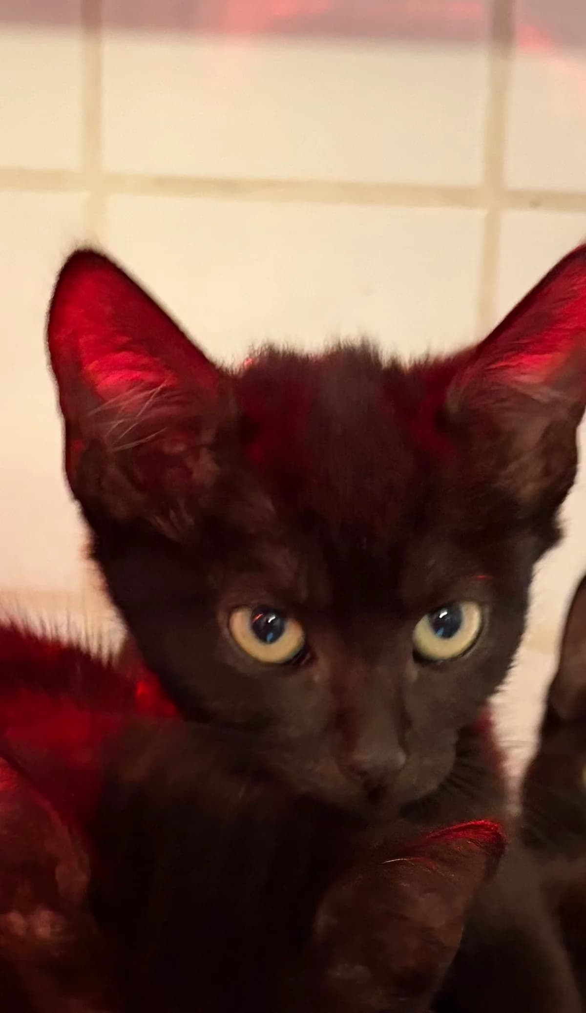 Emya, Noir female puppy European Shorthair for adoption at Animal Sans Logis, Neupré