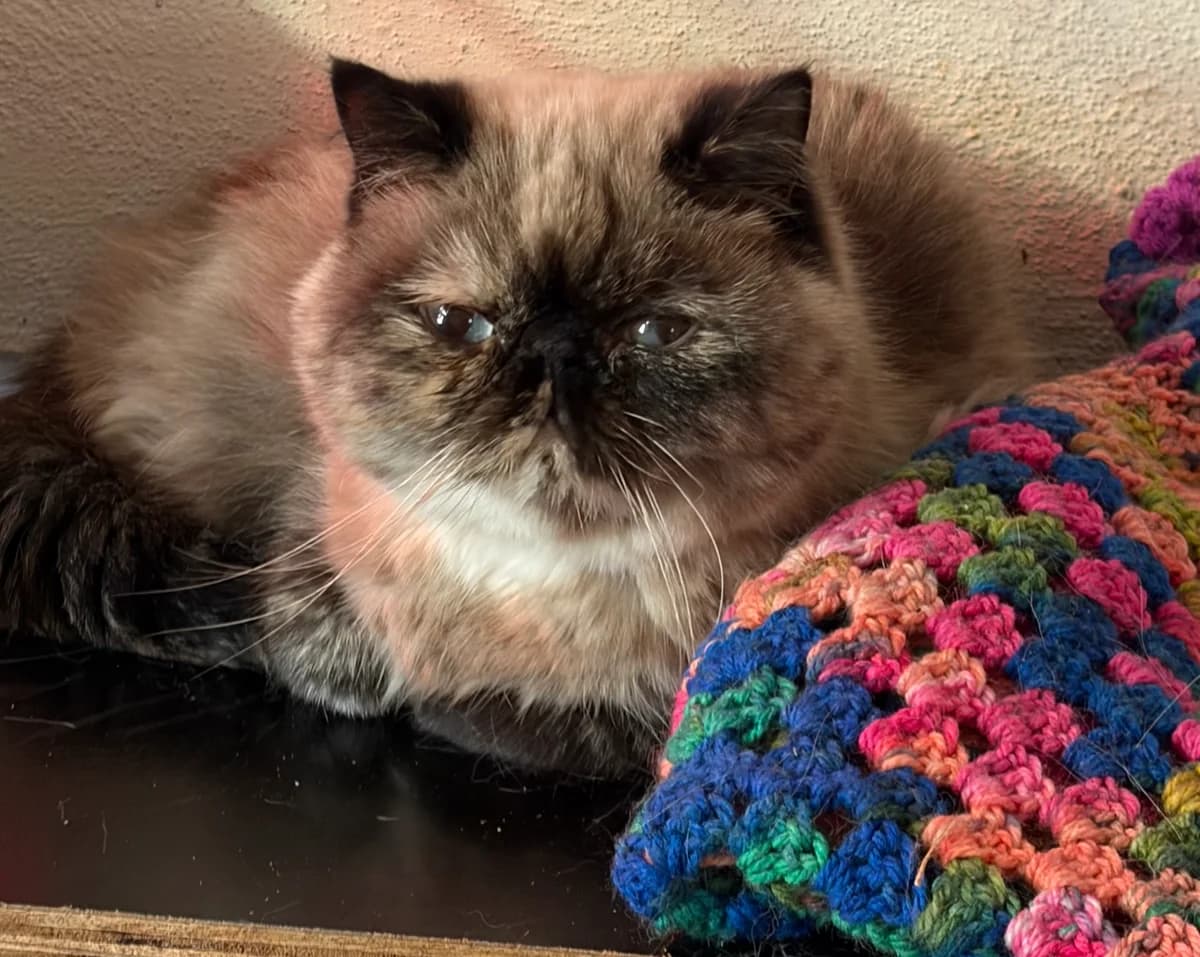 Minouche, Seal point female young mixed breed for adoption at Animal Sans Logis, Neupré