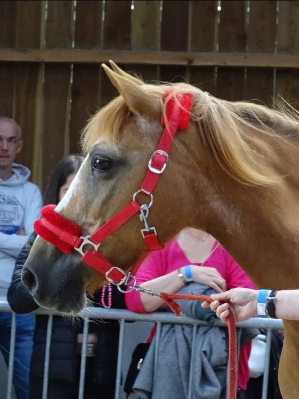 SB, female senior Mixed Breed for adoption at Animal Sans Toit, Faimes