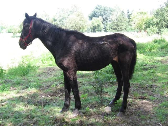 SB, male senior Mixed Breed for adoption at Animal Sans Toit, Faimes