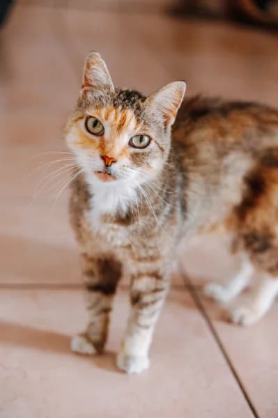 SB, female senior European Shorthair for adoption at Animal Sans Toit, Faimes