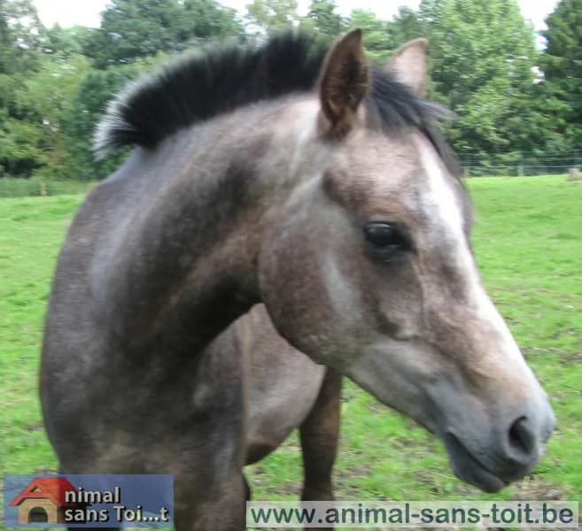 SB, male senior Mixed Breed for adoption at Animal Sans Toit, Faimes
