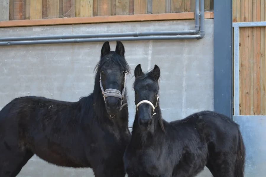 SB, female senior Mixed Breed for adoption at Animal Sans Toit, Faimes