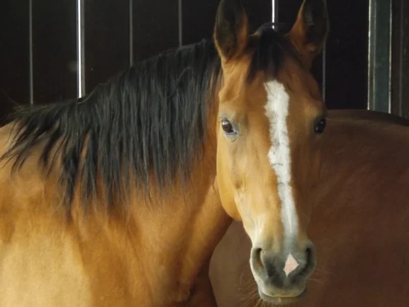 SB, female senior Mixed Breed for adoption at Animal Sans Toit, Faimes