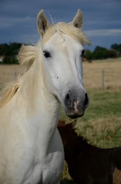 SB, female senior Mixed Breed for adoption at Animal Sans Toit, Faimes