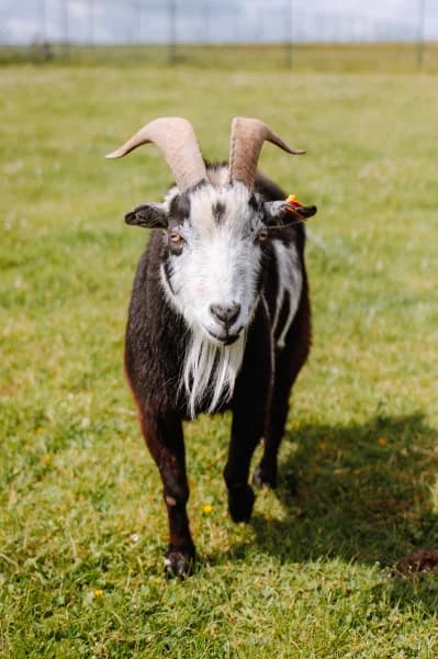 SB, male senior Mixed Breed for adoption at Animal Sans Toit, Faimes