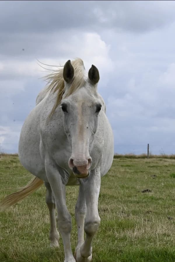 SB, female senior Mixed Breed for adoption at Animal Sans Toit, Faimes