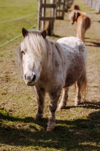 SB, male senior Mixed Breed for adoption at Animal Sans Toit, Faimes