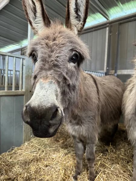 SB, female 3yo Mixed Breed for adoption at Animal Sans Toit, Faimes