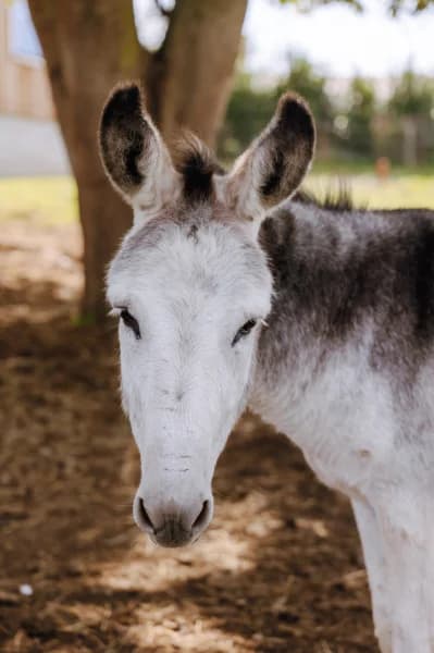 SB, male senior Mixed Breed for adoption at Animal Sans Toit, Faimes