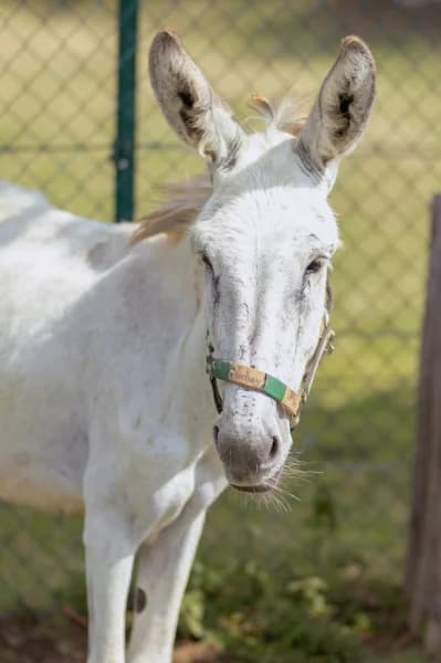 Yochay, male senior Mixed Breed for adoption at Animal Sans Toit, Faimes