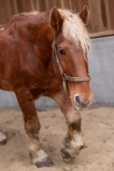 SB, male senior Mixed Breed for adoption at Animal Sans Toit, Faimes