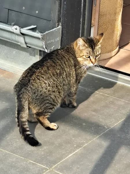 SB, female 4yo European Shorthair for adoption at Animal Sans Toit, Faimes