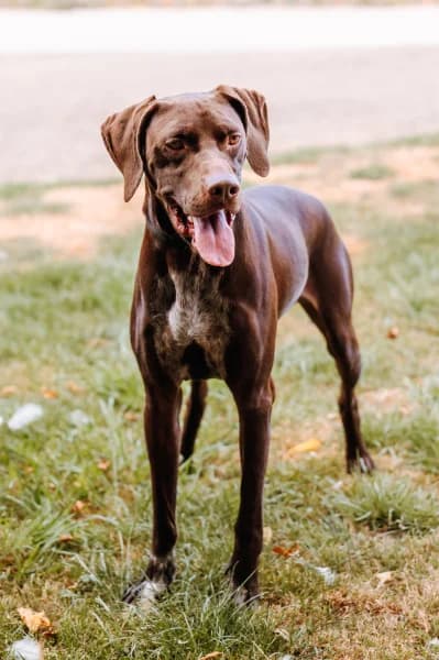 SB, male young Mixed Breed for adoption at Animal Sans Toit, Faimes