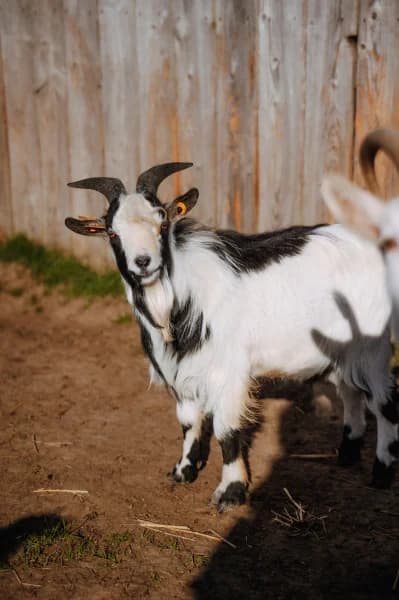 SB, male young Mixed Breed for adoption at Animal Sans Toit, Faimes
